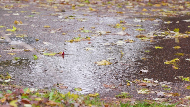 暴雨期间街上的秋叶视频素材