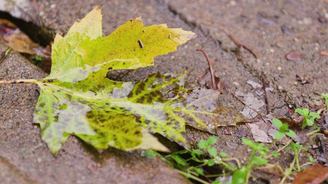 暴雨期间街上的秋叶视频素材