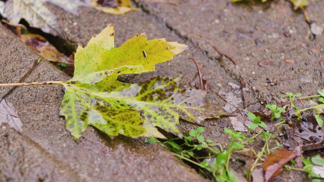 暴雨期间街上的秋叶视频素材