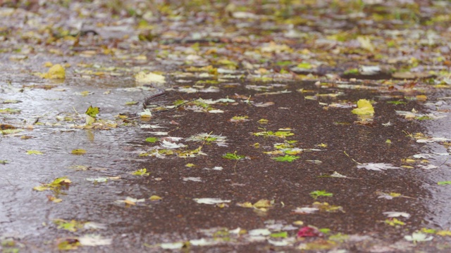 秋天的树叶在水坑在街道在暴雨期间视频素材