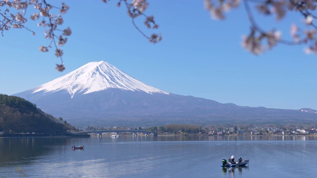 富士山和川口湖的樱花(向下倾斜)视频素材