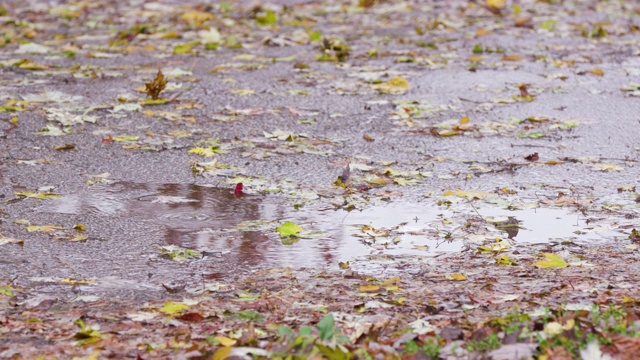 暴雨期间街上的秋叶视频素材