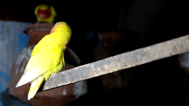 Lutino Lovebird - Peach -Faced Lovebird 变种视频素材