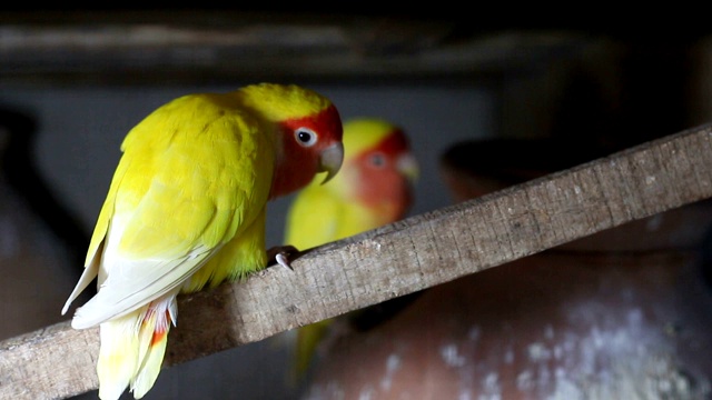 Lutino Lovebird - Peach -Faced Lovebird 变种视频素材