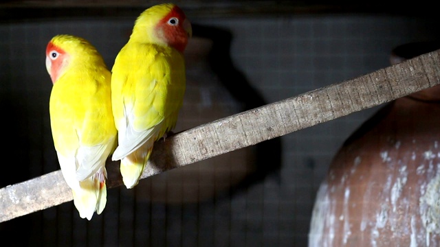 Lutino Lovebird - Peach -Faced Lovebird 变种视频素材