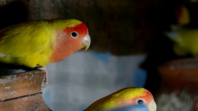 Lutino Lovebird - Peach -Faced Lovebird 变种视频素材