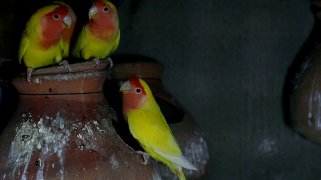 Lutino Lovebird - Peach -Faced Lovebird 变种视频素材