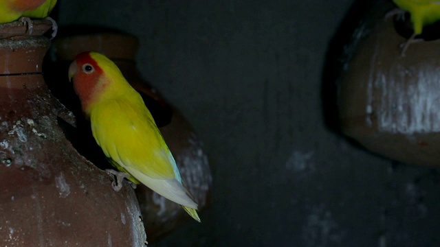 Lutino Lovebird - Peach -Faced Lovebird 变种视频素材