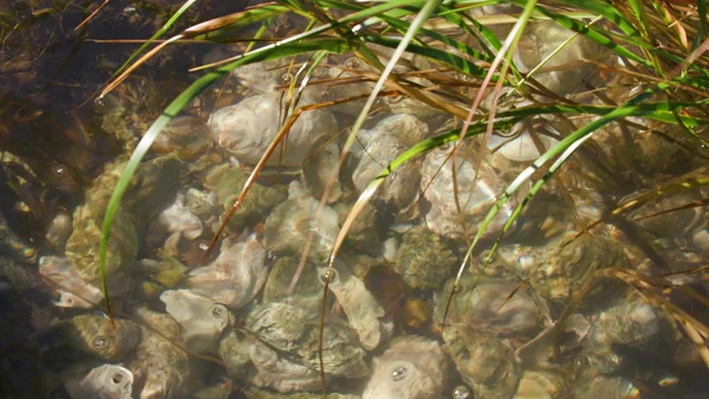 河床下的岩石和清水视频素材