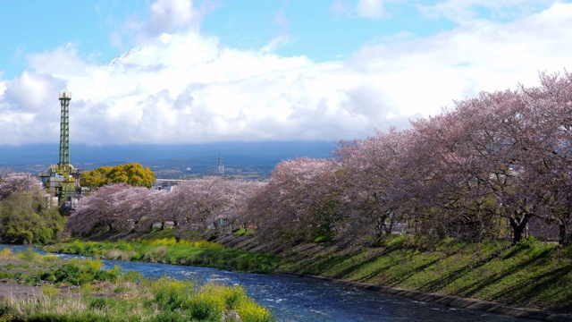 樱花在日本富士山盛开视频素材