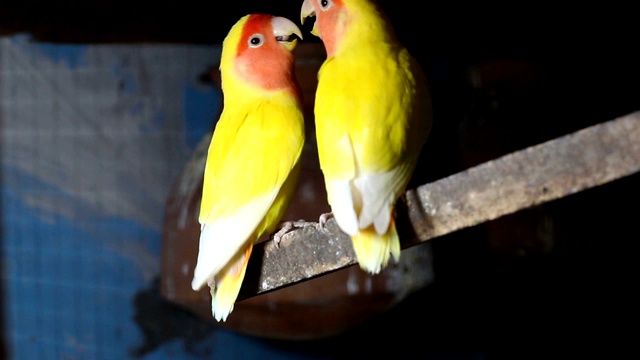 Lutino Lovebird - Peach -Faced Lovebird 变种视频素材