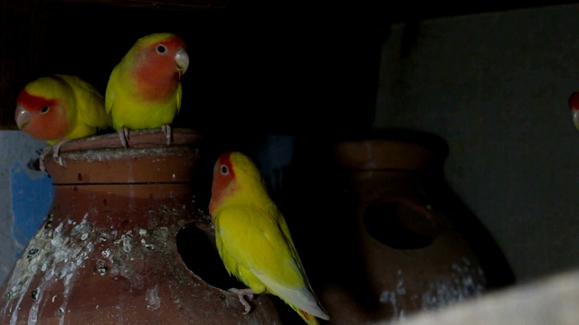 Lutino Lovebird - Peach -Faced Lovebird 变种视频素材