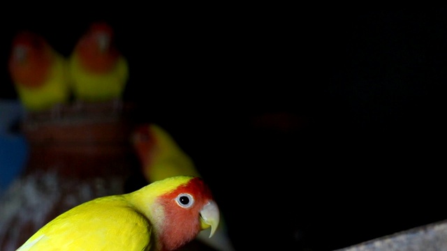 Lutino Lovebird - Peach -Faced Lovebird 变种视频素材