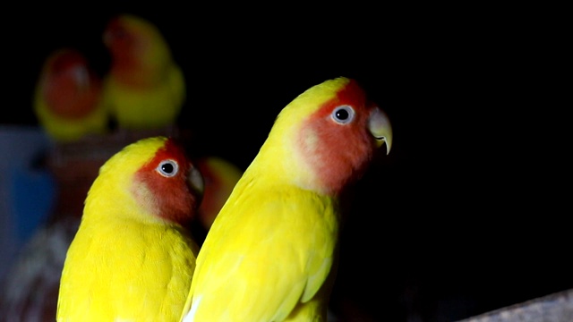 Lutino Lovebird - Peach -Faced Lovebird 变种视频素材