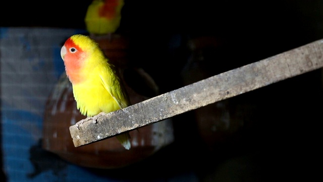 Lutino Lovebird - Peach -Faced Lovebird 变种视频素材