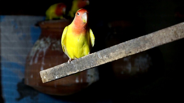 Lutino Lovebird - Peach -Faced Lovebird 变种视频素材