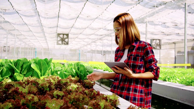 一名亚洲女性农民用平板电脑探索农场里种植的蔬菜。未来的蔬菜农场，没有转基因的新鲜清洁产品视频素材