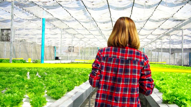 亚洲女农民漫步探索种植在农场的蔬菜。未来的蔬菜农场，没有转基因的新鲜清洁产品视频素材