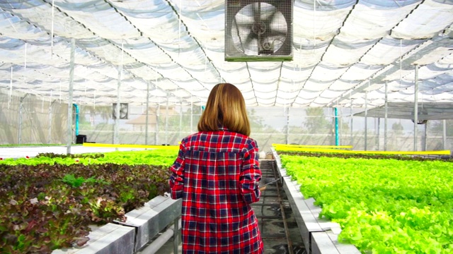 亚洲女农民漫步探索种植在农场的蔬菜。未来的蔬菜农场，没有转基因的新鲜清洁产品视频素材