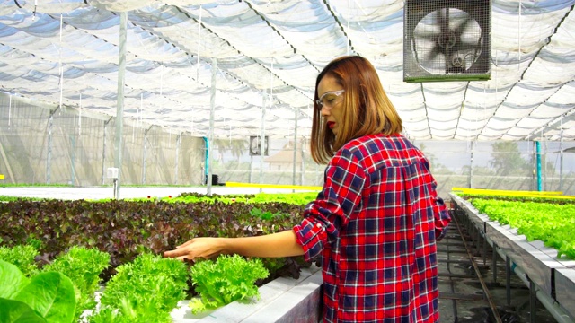 亚洲女农民漫步探索种植在农场的蔬菜。未来的蔬菜农场，没有转基因的新鲜清洁产品视频素材