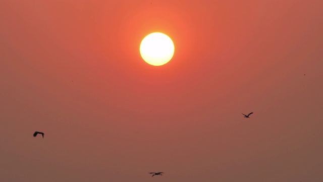 大太阳的背景，日落和鸟鹳在天空中飞翔在傍晚的oscitans，蛾科。飞鸟视频素材