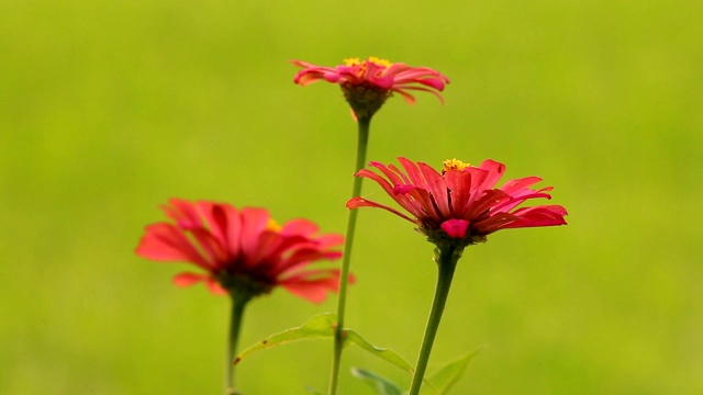 花园里美丽的花视频素材