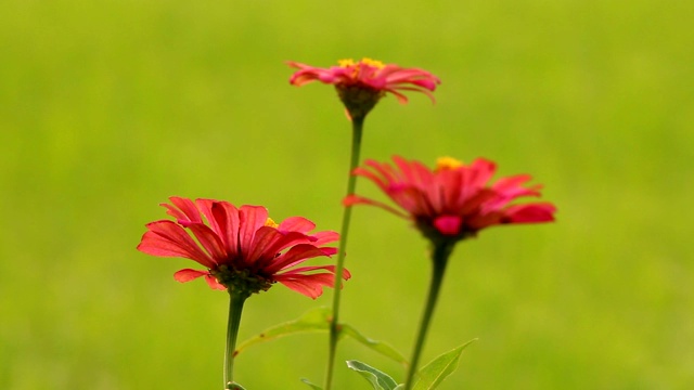 花园里美丽的花视频素材