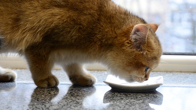 英国产的一只可爱的金色小猫正在从一盘鲜奶中吮吸新鲜的牛奶。视频素材