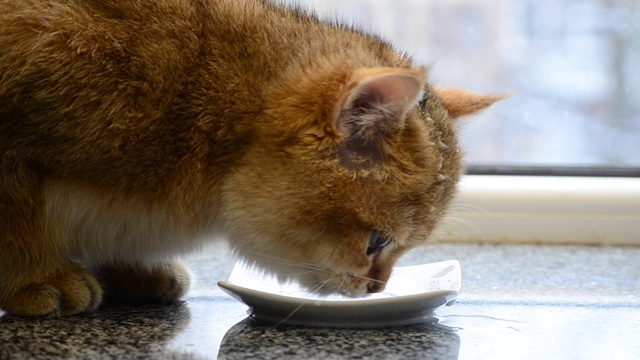 可爱的英国金猫舔碟子里的鲜奶视频下载