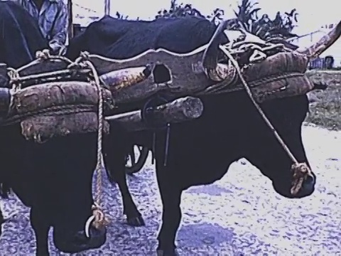 1955年古巴松岛牛车视频素材