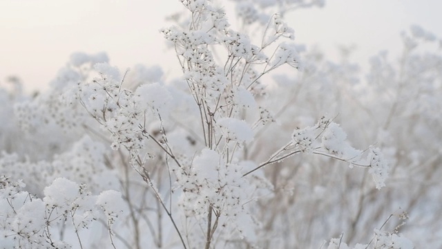 地里的干草被一层雪覆盖着。雪地里冬天的概念。视频素材