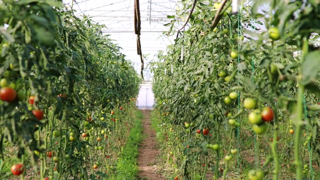 简单的素食温室和西红柿视频素材