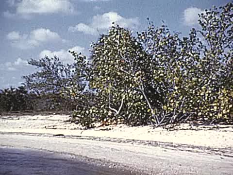 1955年的今天，在古巴的松树岛捕鱼视频素材