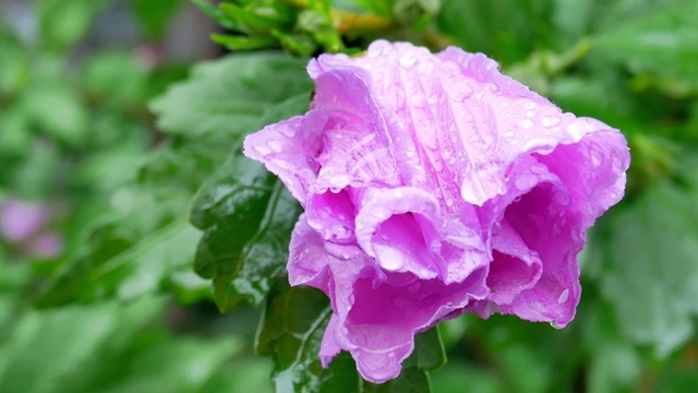 雨后的水滴落在紫罗兰花上视频素材