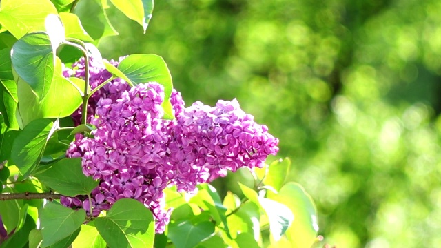 盛开的丁香花视频素材