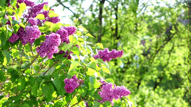 盛开的丁香花视频素材