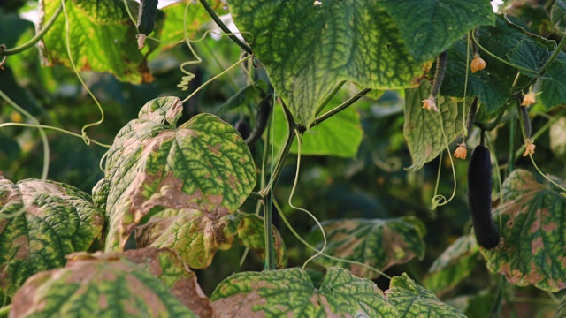 有机温室黄瓜种植视频素材