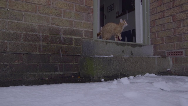 姜汤姆猫第一次经历雪视频素材