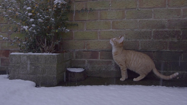 姜汤姆猫第一次经历雪视频素材