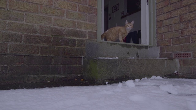 姜汤姆猫第一次经历雪视频素材