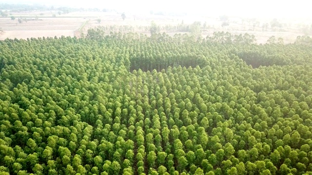 鸟瞰图的桉树在植物视频素材