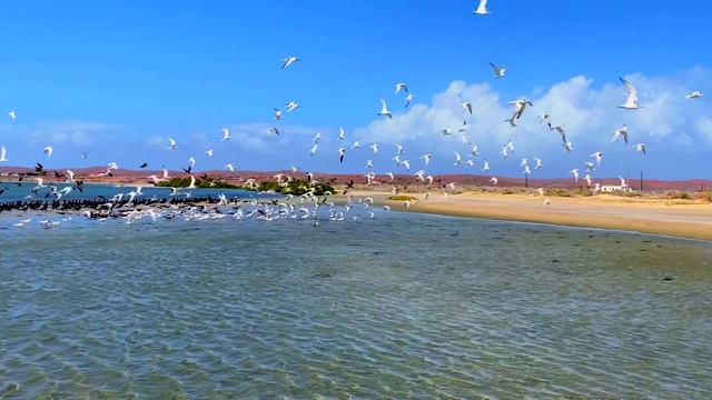 海鸥和鹈鹕在海滩上飞翔视频素材