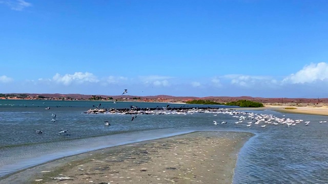 海鸥和鹈鹕在海滩上飞翔视频素材