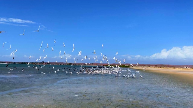 海鸥和鹈鹕在海滩上飞翔视频素材