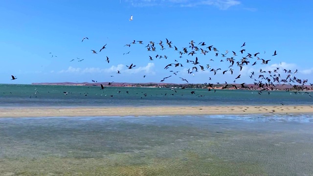 海鸥和鹈鹕在海滩上飞翔视频素材