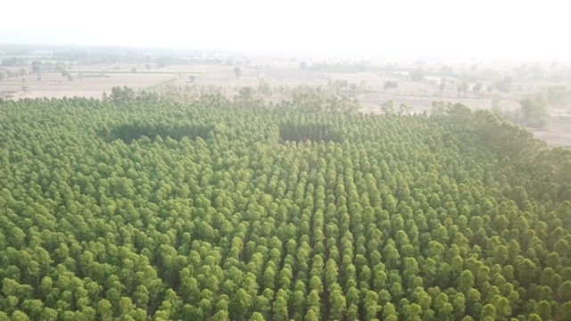 鸟瞰图的桉树在植物视频素材