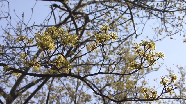 CU，山茱萸花，日本视频素材