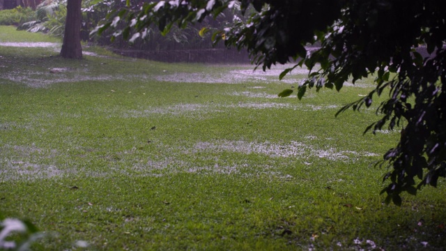 热带雨滴落在绿色的树和草地，坦桑尼亚，非洲视频素材