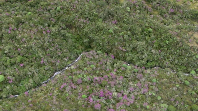 从空中俯瞰流经茂密山谷的河流，在钦加萨国家公园，哥伦比亚视频素材