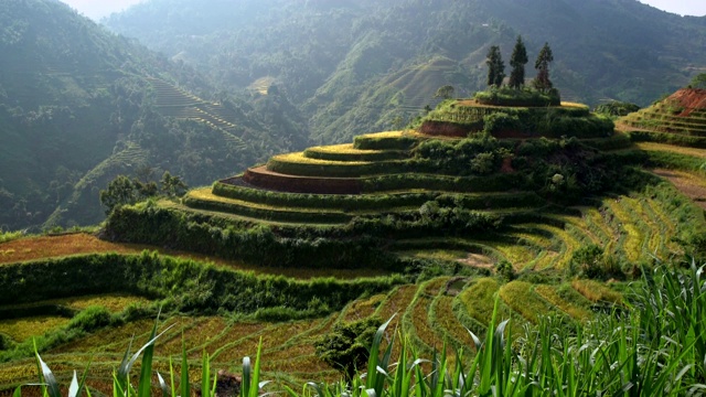 越南北部山区梯田上的稻田在大自然中美丽的形状。视频下载
